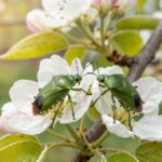 dobroczynek gruszowy