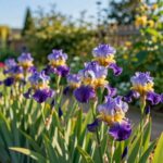 irysy w ogrodzie