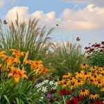 kwiaty wieloletnie do ogrodu bez wykopywania