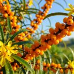 po ilu latach kwitnie rokitnik