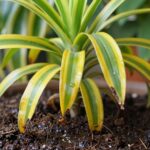 przelana dracena objawy